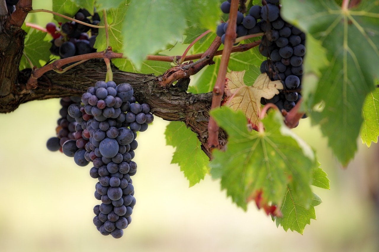 filtros vitivinicultura